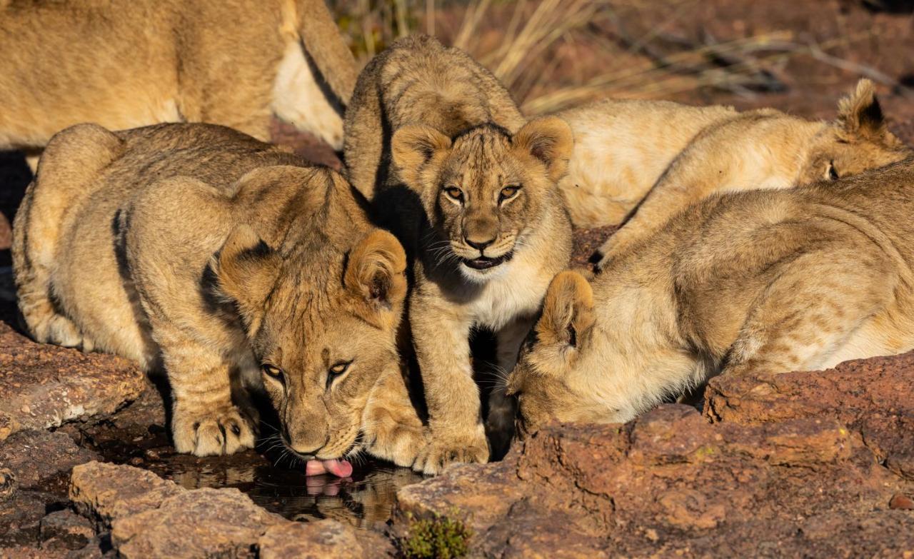 Nedile Lodge Welgevonden Game Reserve Exterior foto