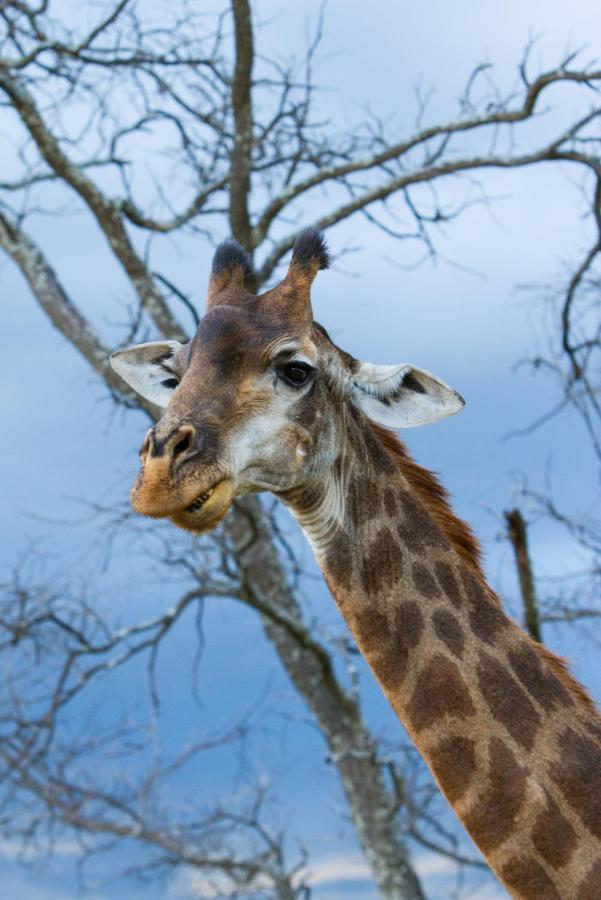Nedile Lodge Welgevonden Game Reserve Exterior foto