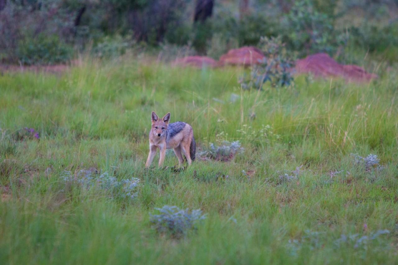 Nedile Lodge Welgevonden Game Reserve Exterior foto