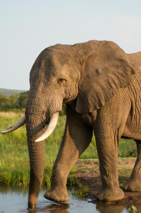 Nedile Lodge Welgevonden Game Reserve Exterior foto