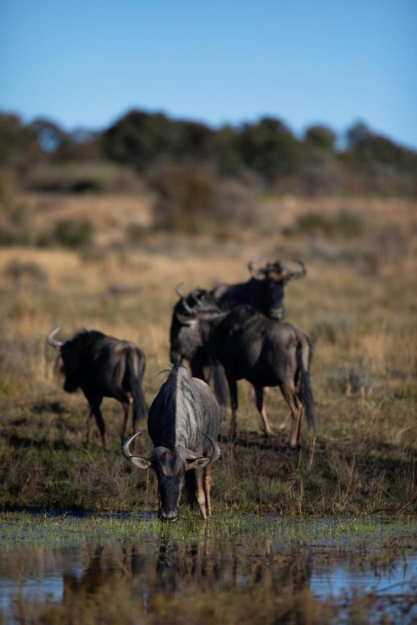 Nedile Lodge Welgevonden Game Reserve Exterior foto