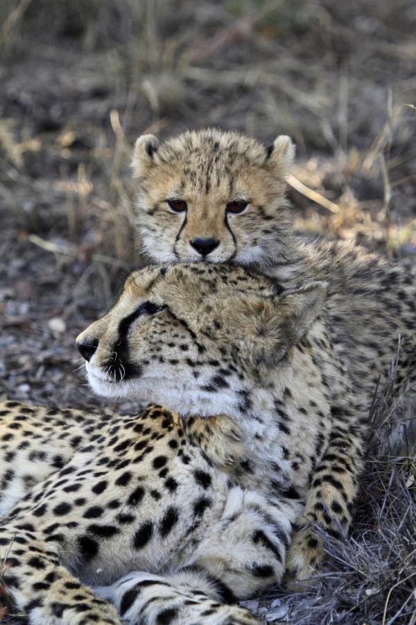 Nedile Lodge Welgevonden Game Reserve Exterior foto