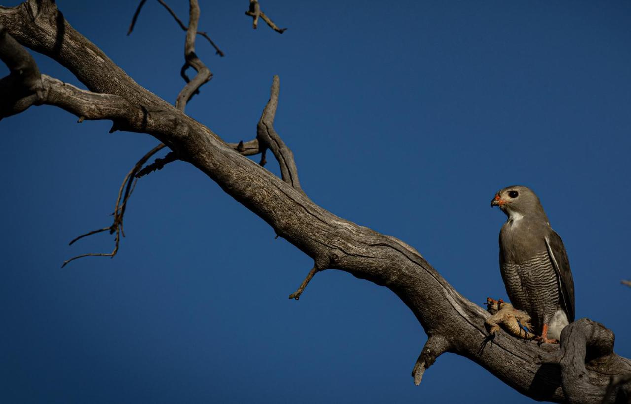 Nedile Lodge Welgevonden Game Reserve Exterior foto