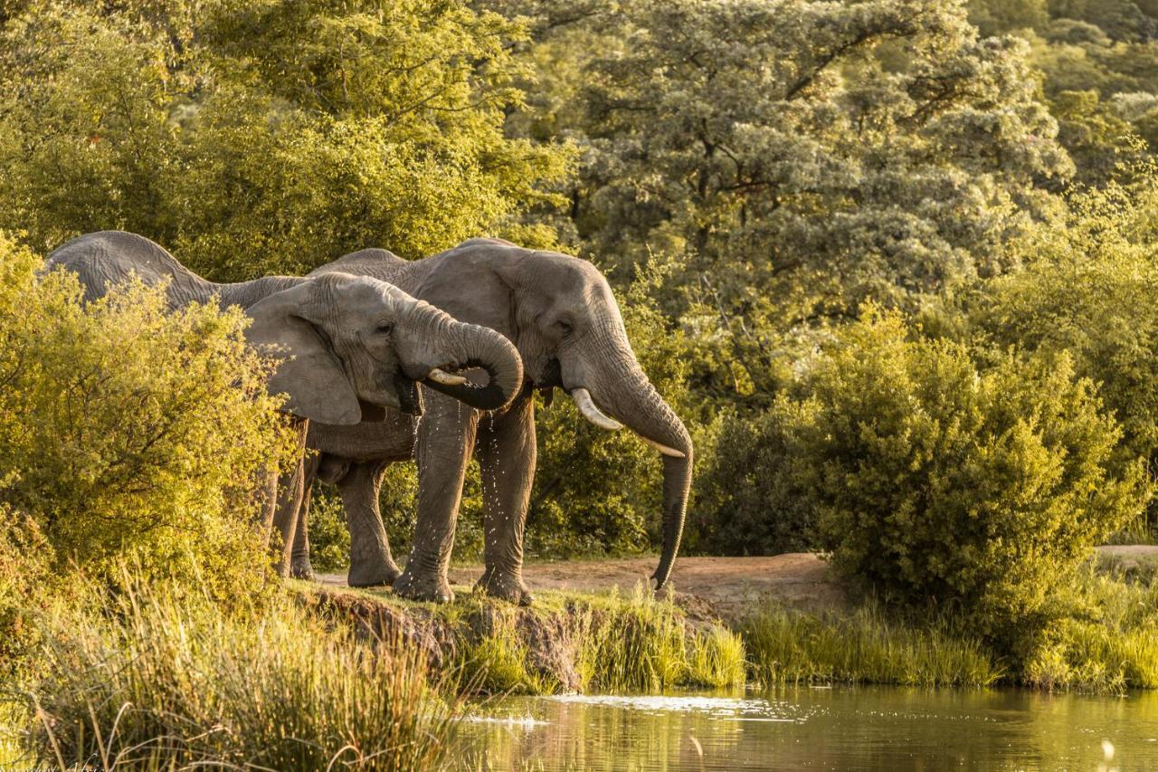 Nedile Lodge Welgevonden Game Reserve Exterior foto