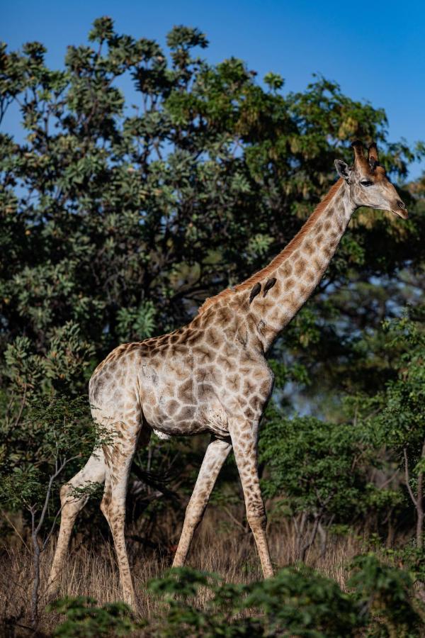 Nedile Lodge Welgevonden Game Reserve Exterior foto