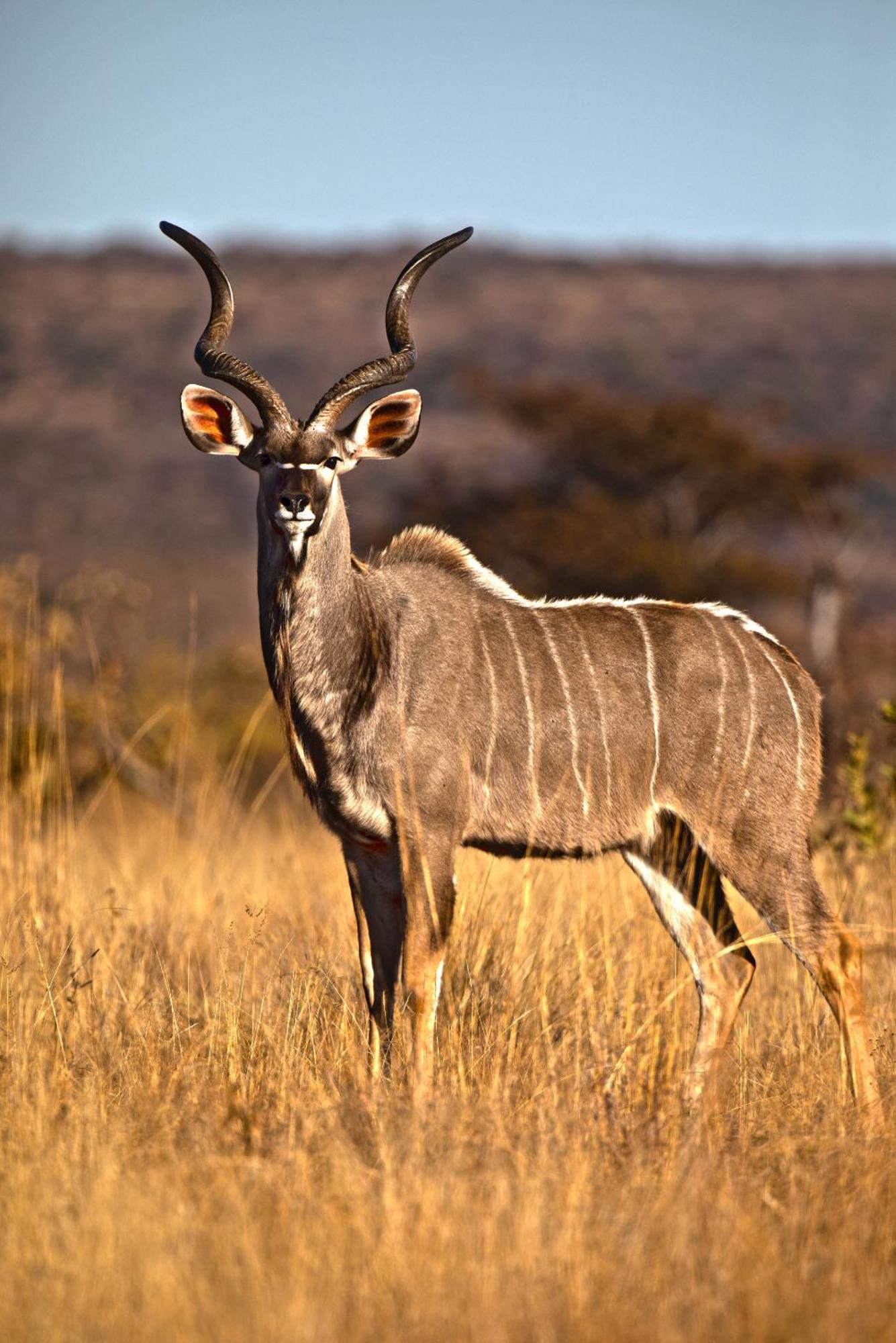 Nedile Lodge Welgevonden Game Reserve Exterior foto