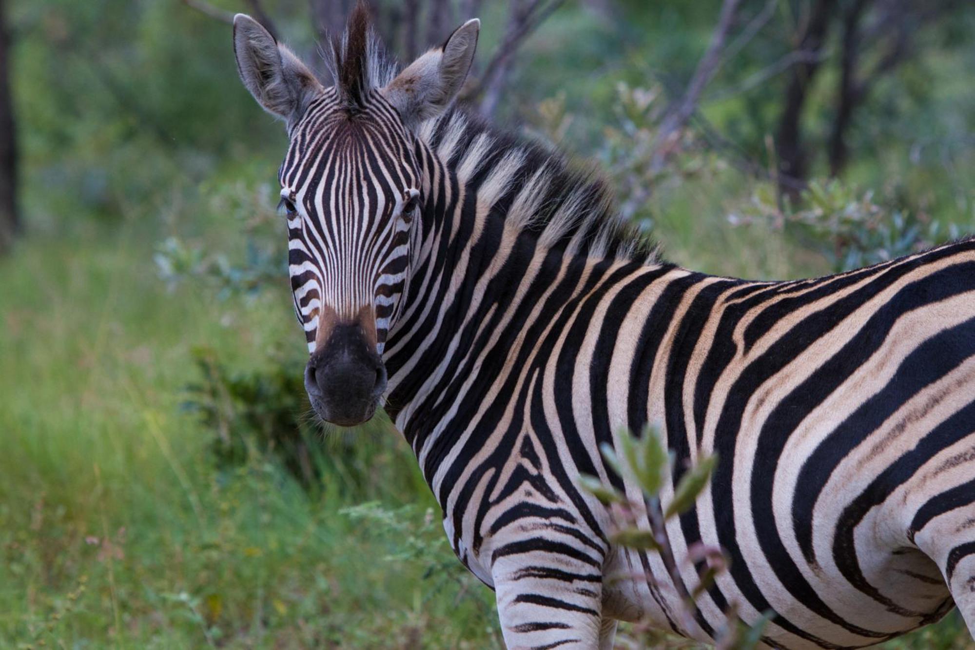 Nedile Lodge Welgevonden Game Reserve Exterior foto