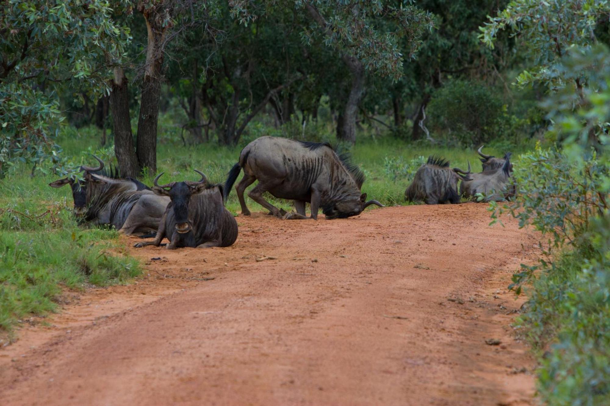 Nedile Lodge Welgevonden Game Reserve Exterior foto