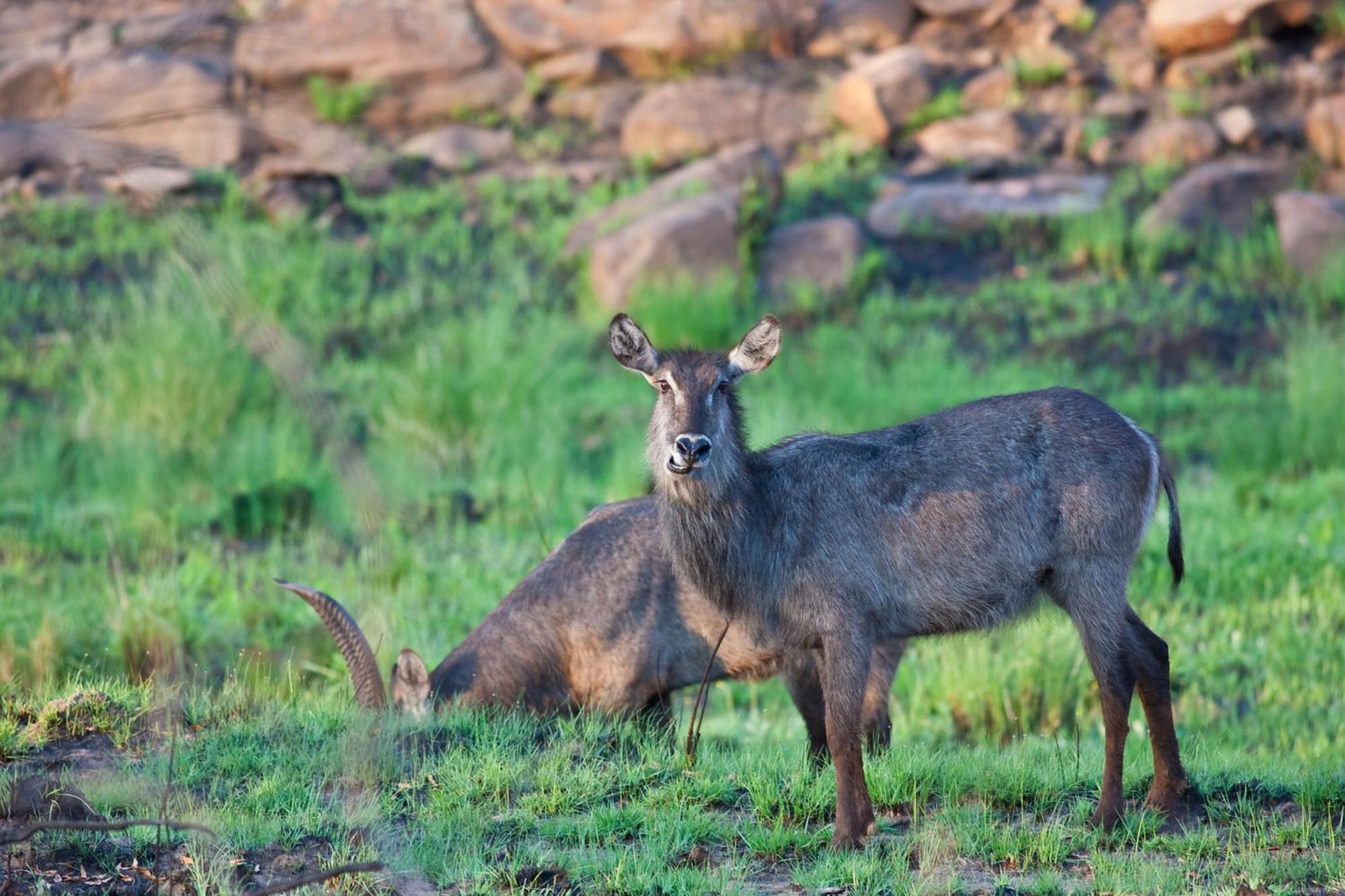 Nedile Lodge Welgevonden Game Reserve Exterior foto