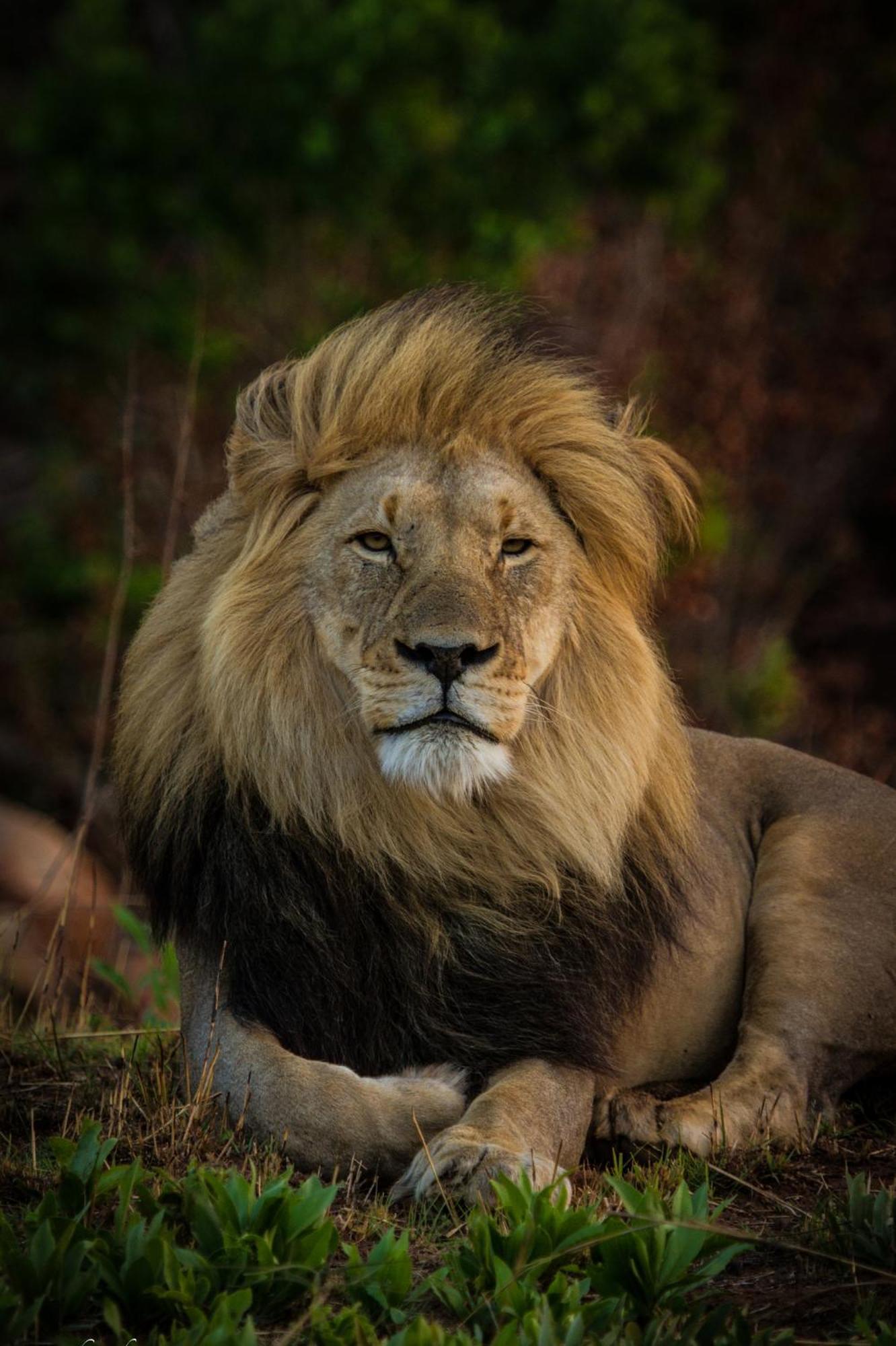 Nedile Lodge Welgevonden Game Reserve Exterior foto